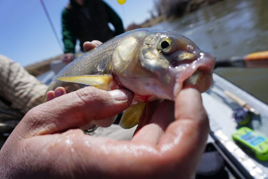 How to Catch and Prepare Mountain Whitefish